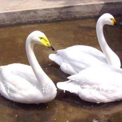 玻璃鋼白天鵝雕塑，玻璃鋼動物雕塑